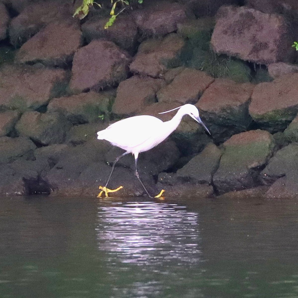 Excellent news this weekend. Ingrid, our local Little Egret, has been given a damehood in the King's Honours for services to herondom. 
Behold... Dame Ingrid Bananatoes! 

#IngridBananatoes #Thames #Twickenham