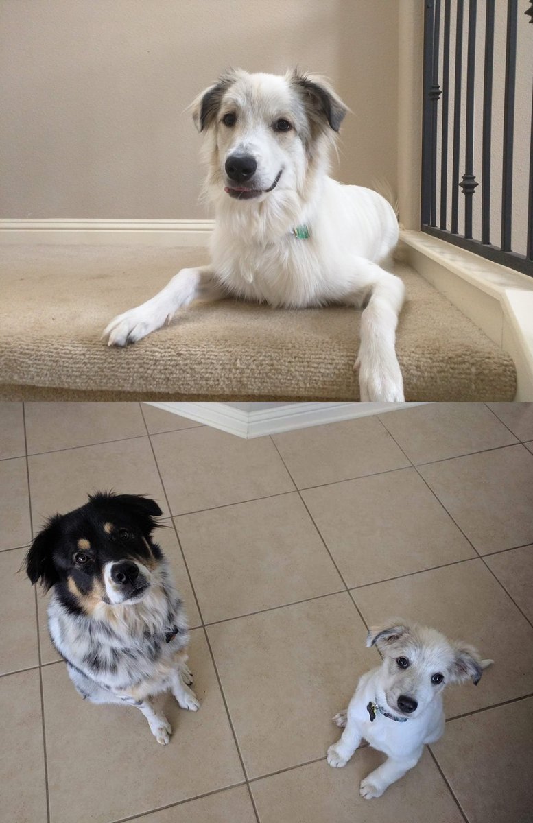 Today my giant potato turns 6! Happy 6th Birthday Iroh, the fluffiest polar bear living his best life!! 😍#happybirthdayiroh