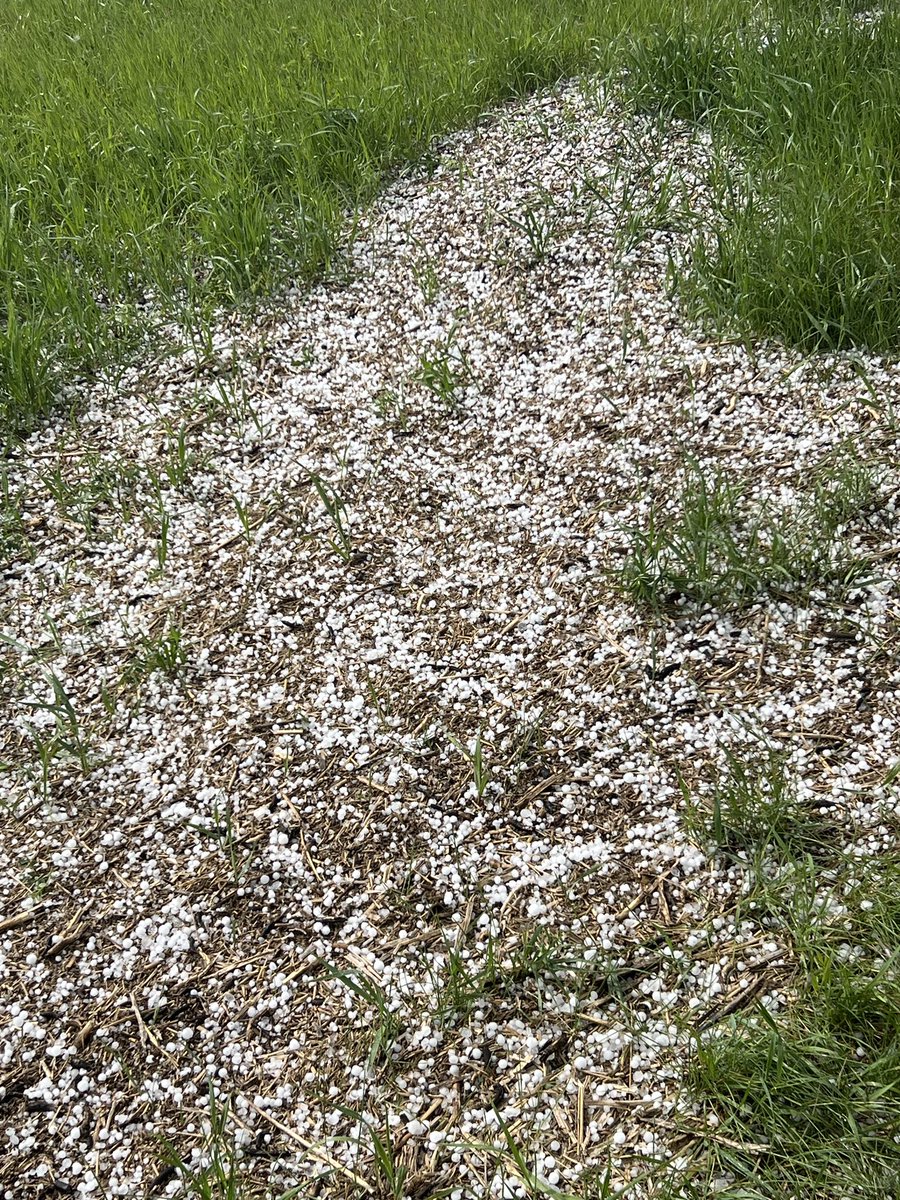 WesternCropRisk's tweet photo. WCRA crop hail season has began. We will be out investigating the June 13 and 14 storms in the next few days. WCRA will continue empowering farmers in 2025. https://t.co/lsYsT52yTt