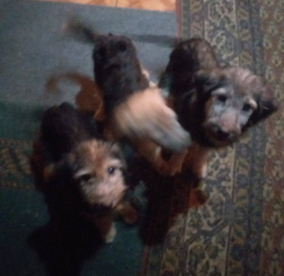 "Necesitamos ayuda para estas 3 perritas. Tienen 6 meses, su mamá murió atropellada, su dueño ya no las quiere y está amenazando con deshacerse de ellas. Necesitamos, urgente, un hogar temporal para ellas. Si puedes ayudarnos, comunícate al +56962154087." Favor RT!
#Concepción