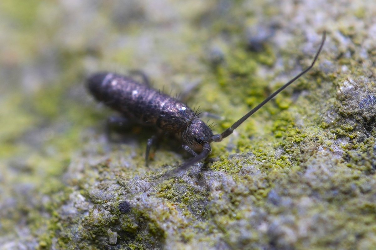 2025.06.15
Yangmingshan
Tomoceridae