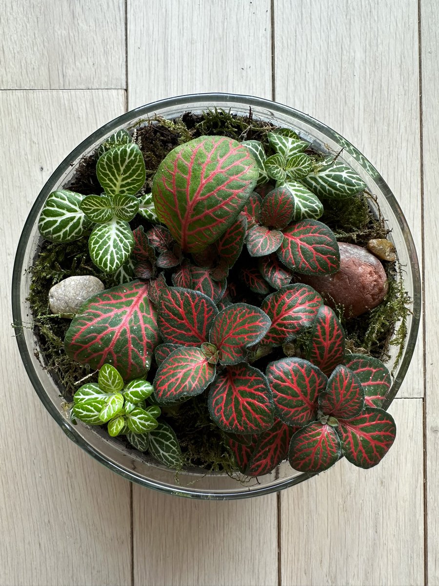 Planted this forest of Fittonia 🌱