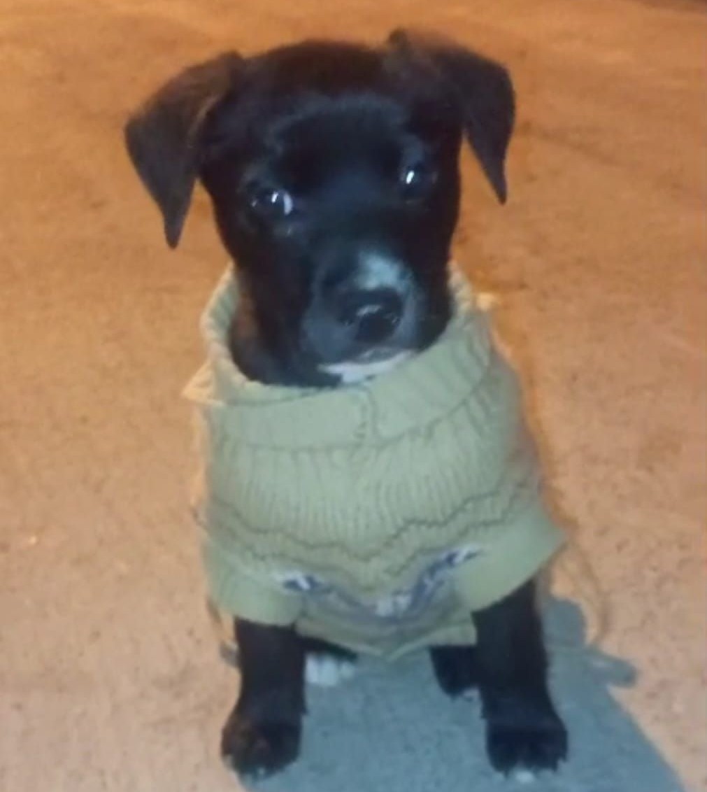 Este pequeñito, de casi 3 meses, fue muy maltratado por un indigente. Fue rescatado empapado, hambriento, sediento, golpeado y muy triste. Buscan un hogar donde encuentre todo el amor que nunca ha recibido. Si quieres darle ese hogar, escribe al +56964913483. Favor RT!
#Cerrillos