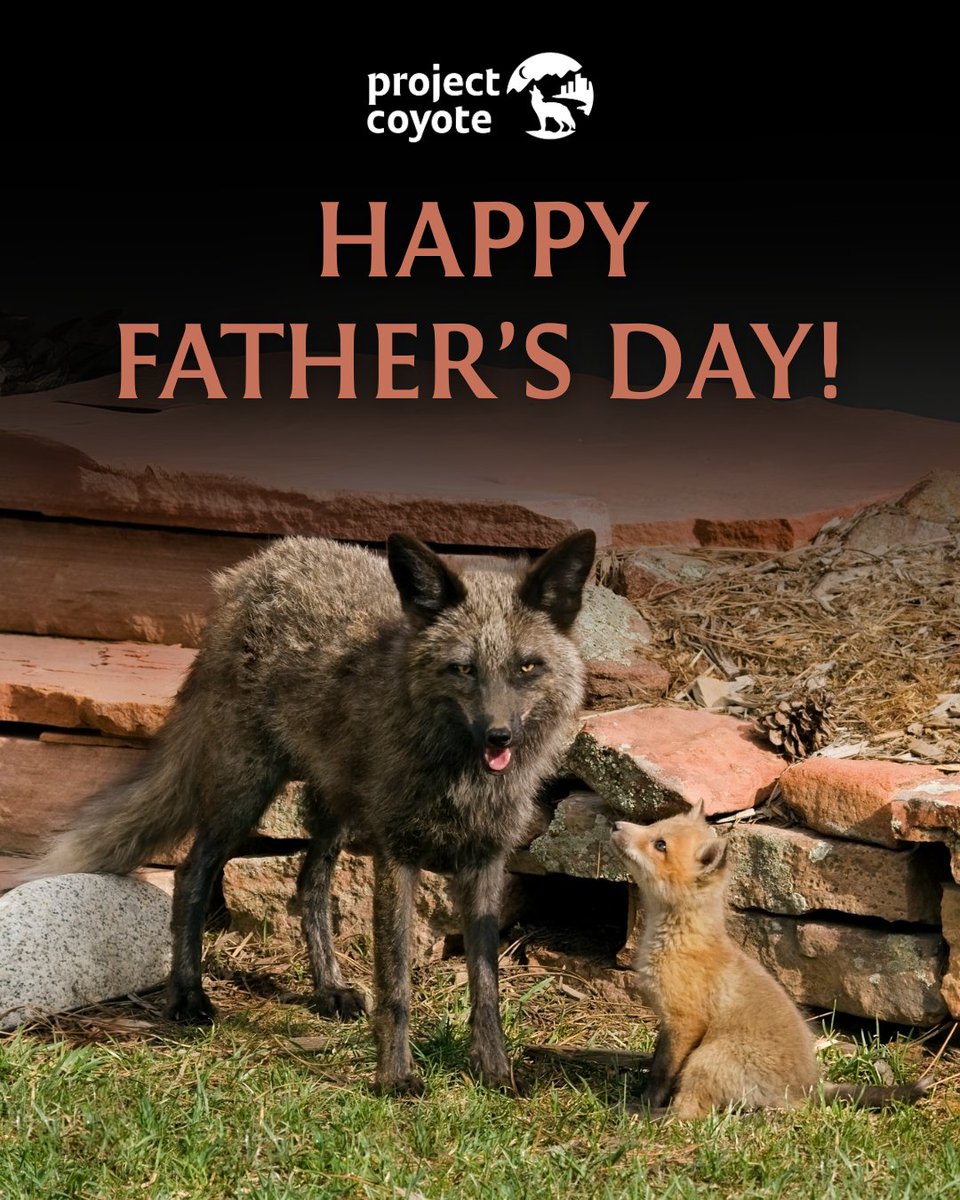 🐾 Happy #FathersDay from Project Coyote! 🐺

Today, we honor all the devoted dads and father figures—wild and human alike—who protect, teach, and care for the next generation.

Celebrate dad and protect wild parents by sending a Project Coyote eCard: loom.ly/cHWyaS0