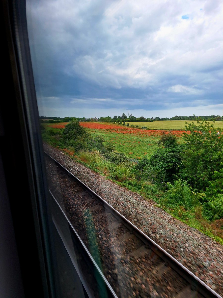 Field of poppies between Margate &amp; Broadstairs <a href="/southeastern/">southeastern</a>  #Viewfrommytrain