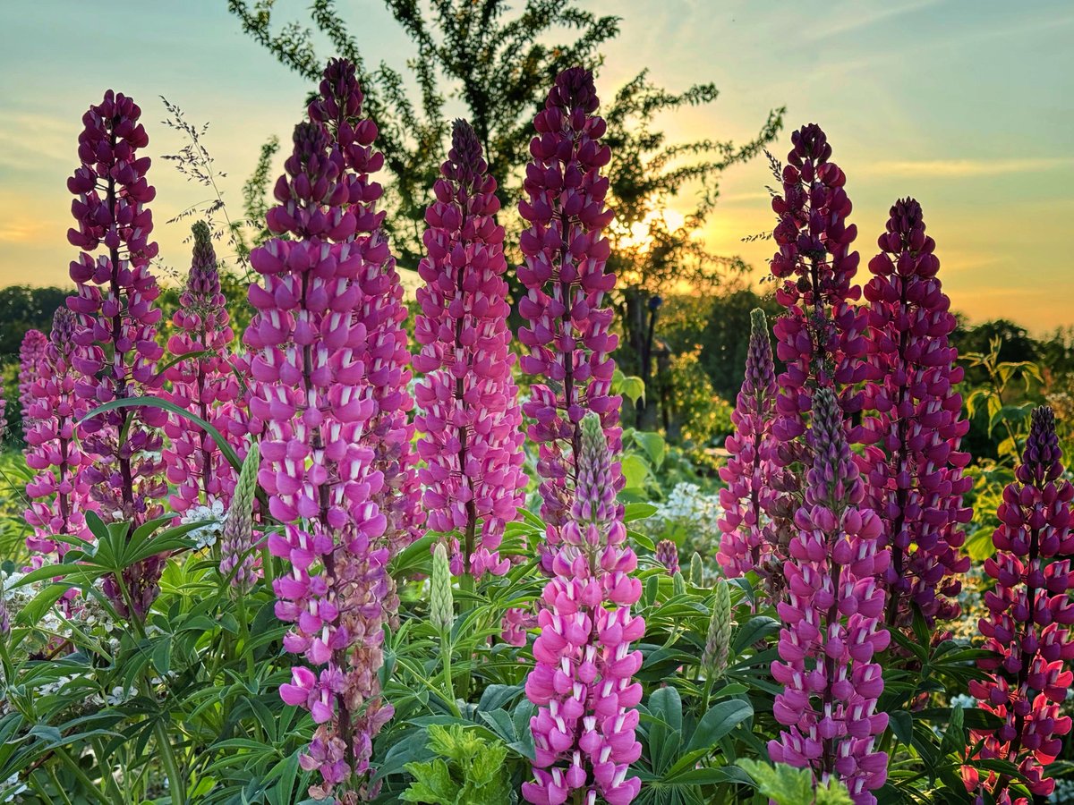 Saulrietā - Jaunpils 14.06.2025 #jaunpils #photography #jūnijs2025 #latvia #lv #landscape #latvianature #baltic #visitlatvia #visitbaltic #travel #nature
<a href="/MeteoLatvia/">Martins Bergšteins</a> <a href="/LVGMC_Meteo/">Meteo.lv</a> <a href="/laikpstakli/">Ritvars Hāns</a>
<a href="/LatvianNature/">Linards Dedzis</a> <a href="/meteolapa/">meteolapa.lv</a>