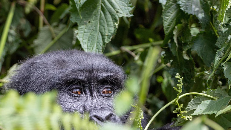 NDTVFood's tweet image. 7 Rainforest Destinations Every Wildlife Lover Should Have On Their Radar
ndtv.com/travel/best-ra…
#rainforest #wildlife #travel