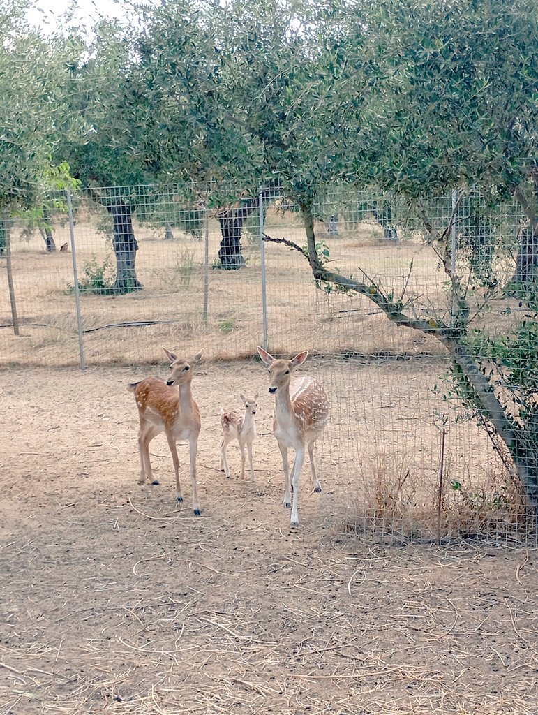 vickyalexandro1's tweet photo. Ελαφακια 🥰
Καλό υπόλοιπο σε όλους💕 https://t.co/D2wQIc0Wwo