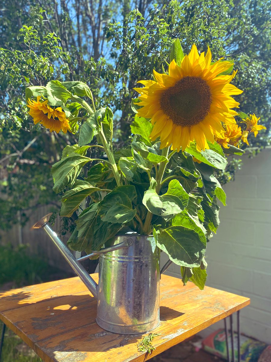 LaraScadding's tweet image. Nothing says summer like sunflowers 🌻