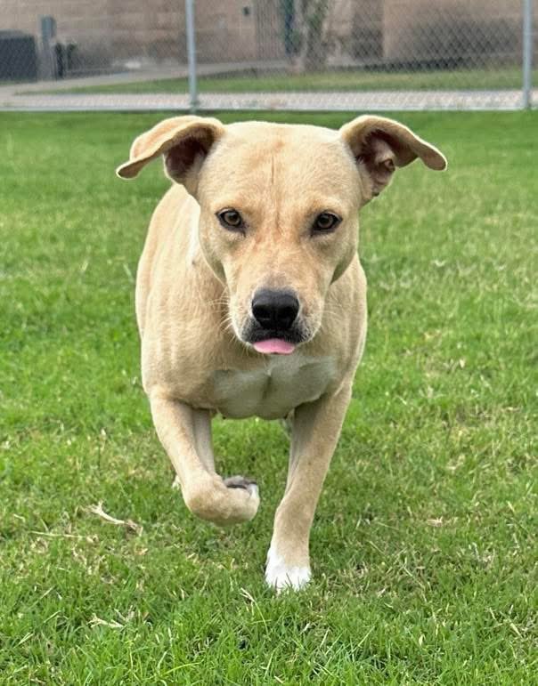 LisaBrabson's tweet image. RAYA #A381415 1yo,such a precious little baby!
She is worried that she may b killed,but she is trying to b brave 😞 
Look into those pleading eyes,she is trying to tell u how much she wants to live &amp;amp; b loved!
Adorable, gentle, extremely loving 
Plz #Adopt #Foster or #Pledge