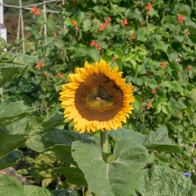 Beyond beauty, sunflowers are permaculture powerhouses! 🌻 They create living trellises for climbers (beans/cukes), provide dynamic shade for cool-season crops, draw in beneficial insects, and their deep roots improve soil structure. Chop-and-drop stalks add biomass!