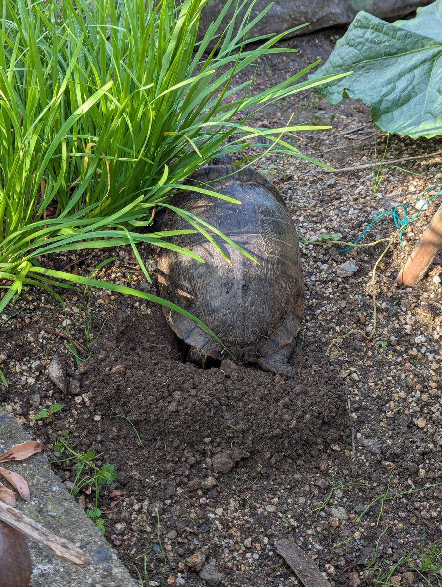今 野菜収穫しようと畑に行ったら大きな亀🐢が出産中でした💦
畑に産むの止めてもらいたい🐣