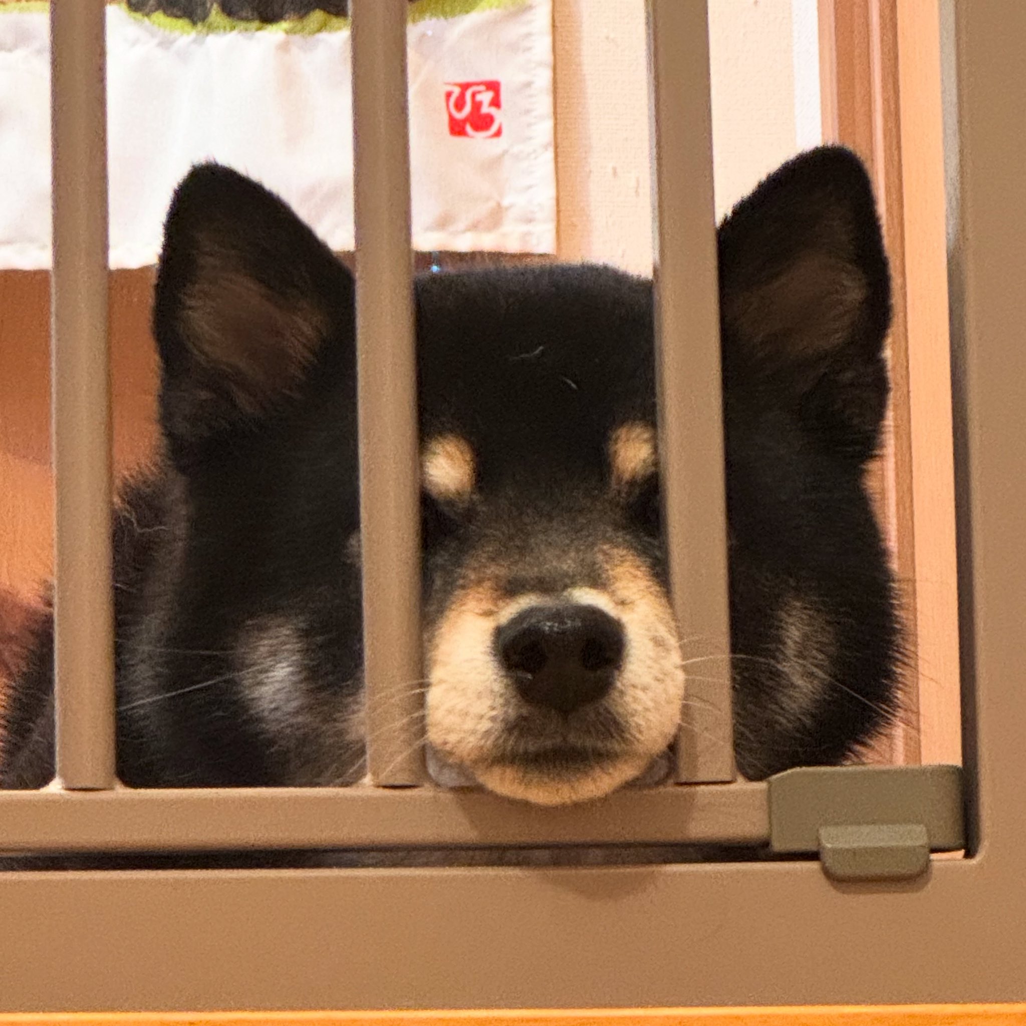 🐈‍⬛櫻🐕‍🦺🐾 on X: 