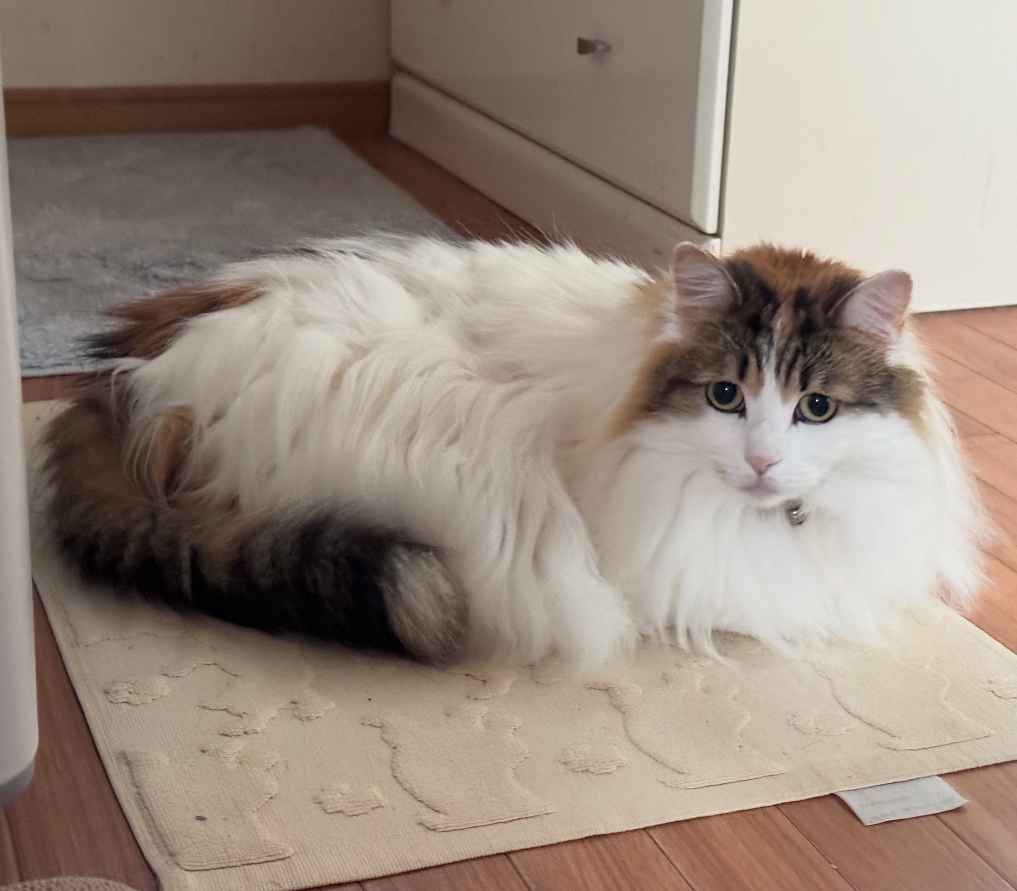 チラシとLINE公式アカウントができました！ : かぼすちゃんとお