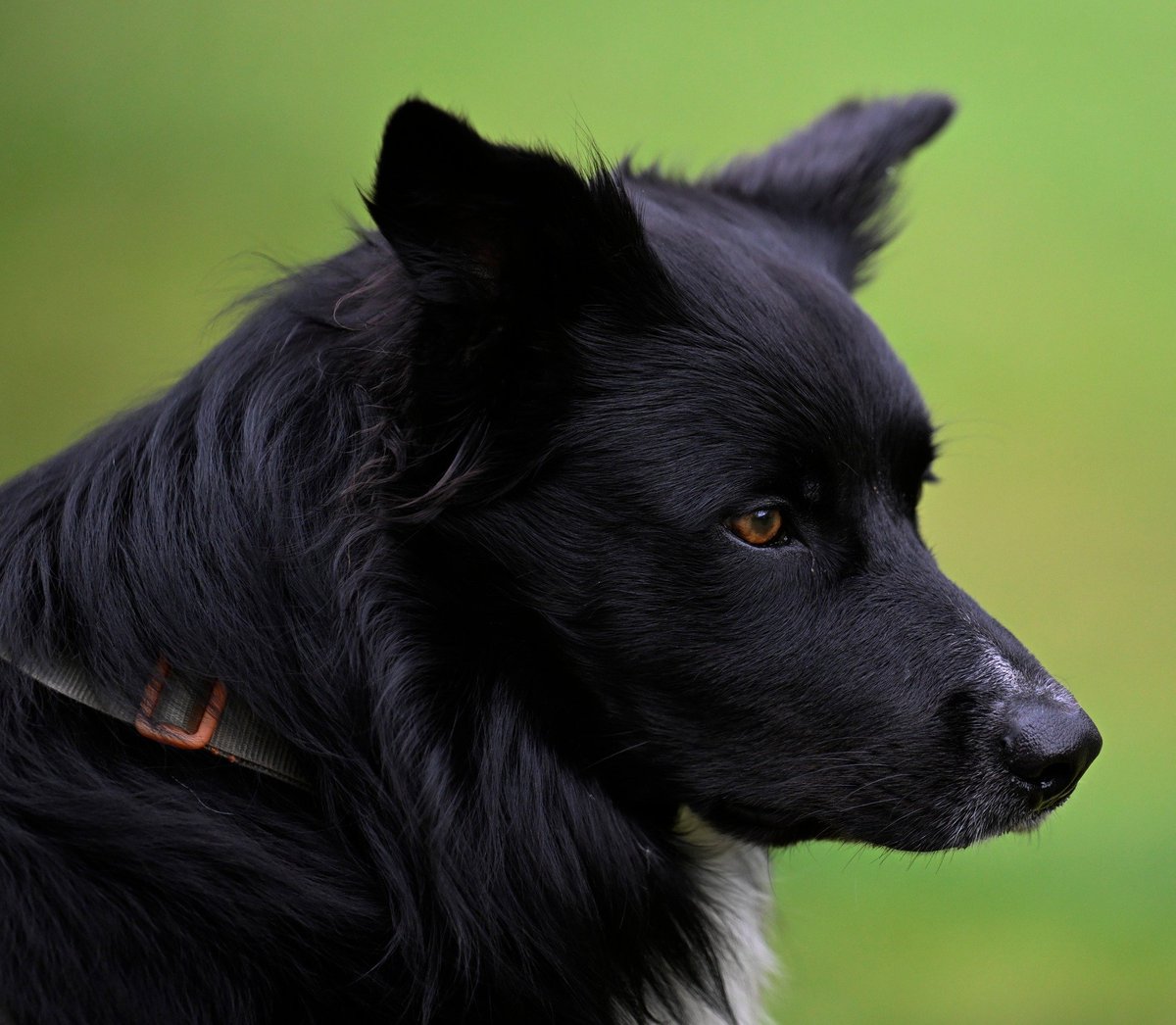 Snille og kloke Fusse.
Kamera: NikonZ8 og NikkorZ 70-200mm