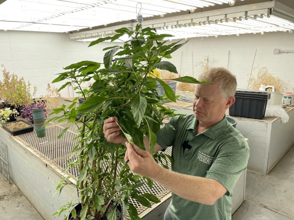 realagriculture's tweet image. 🌡️ Is Ontario’s weather too cool and unpredictable for Palmer amaranth to take hold?

@PSikkema1 explains why this aggressive U.S. invader could still threaten Ontario fields—and what growers should be watching for: ow.ly/1q9F50W8C5P

#cdnag #PalmerAmaranth #weedcontrol