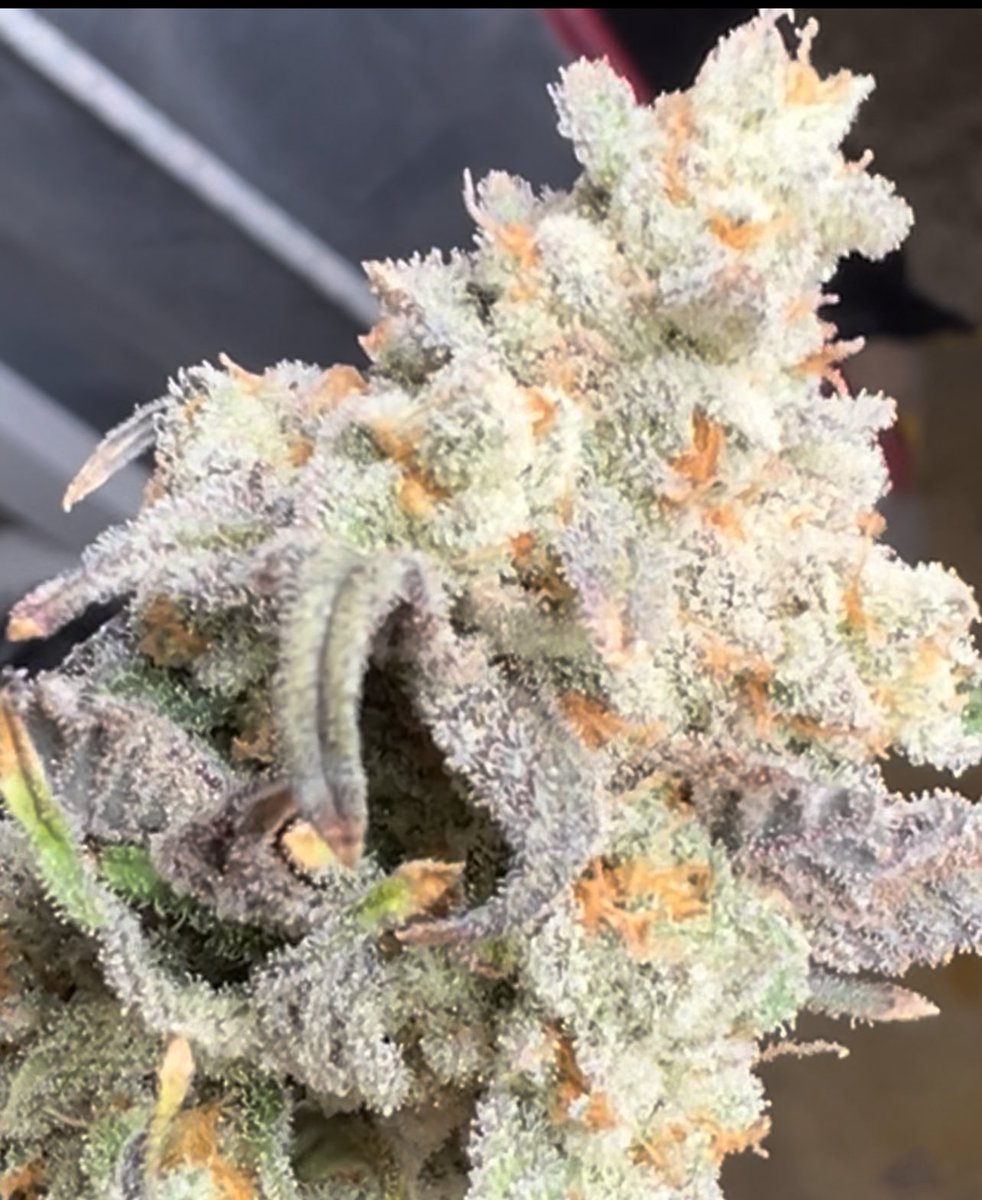 Dry complete. She’s ready for a trim and jar 🔥