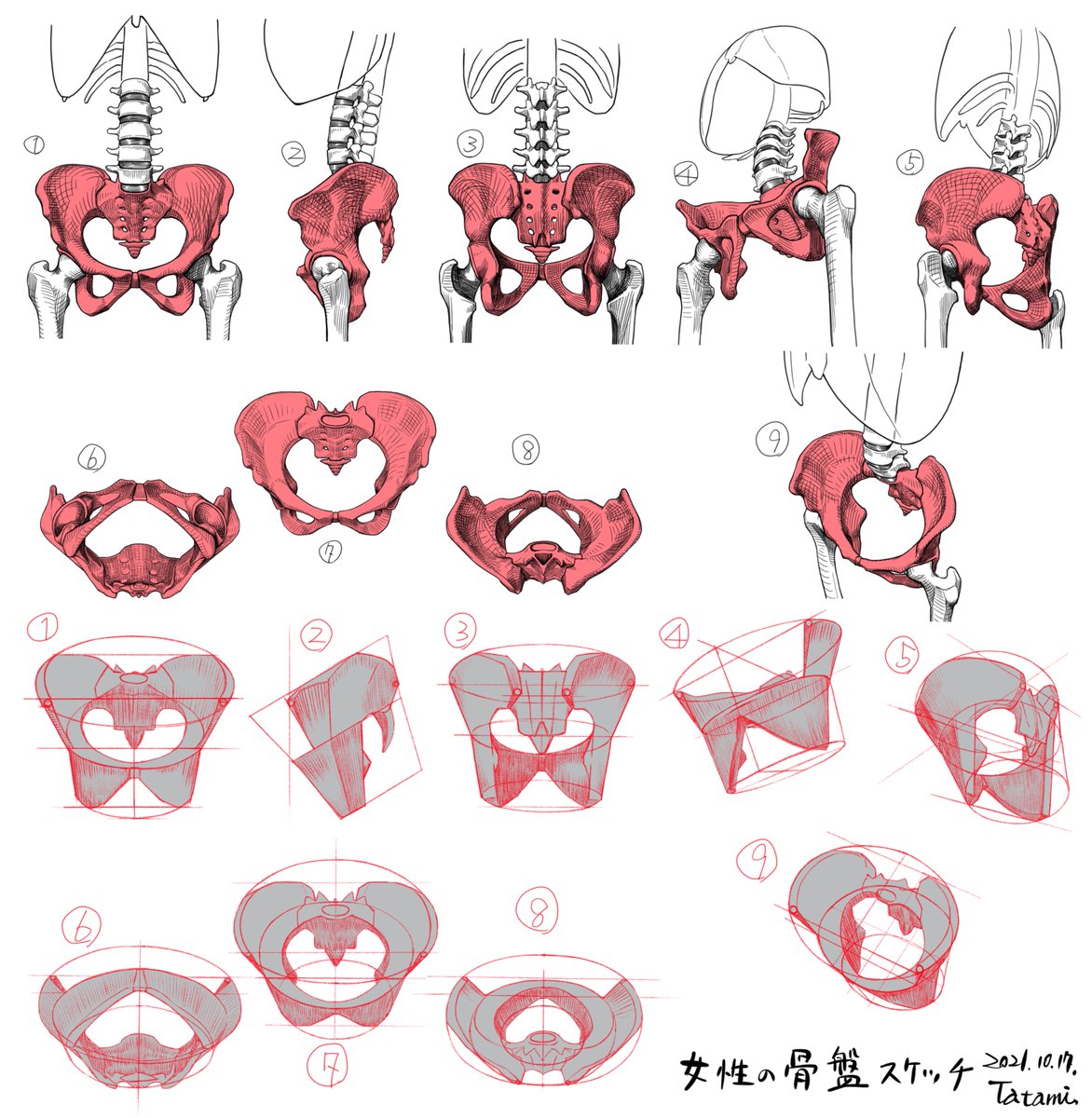 骨格イラストのストック
骨の形は複雑で、意図した部分をパッと正確に描くのは本当に難しい。資料からスケッチすると時間がかかる。