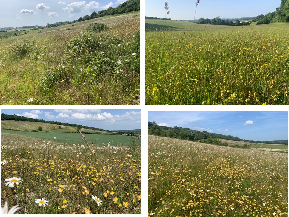 kentdowns6's tweet image. More examples of species recovery being driven by long term focus on rebuilding large networks wildflower grasslands across the landscape - these from our stour valley network this week - inland breeding stonechat & small blue colonising new areas. Farmers leading nature recovery