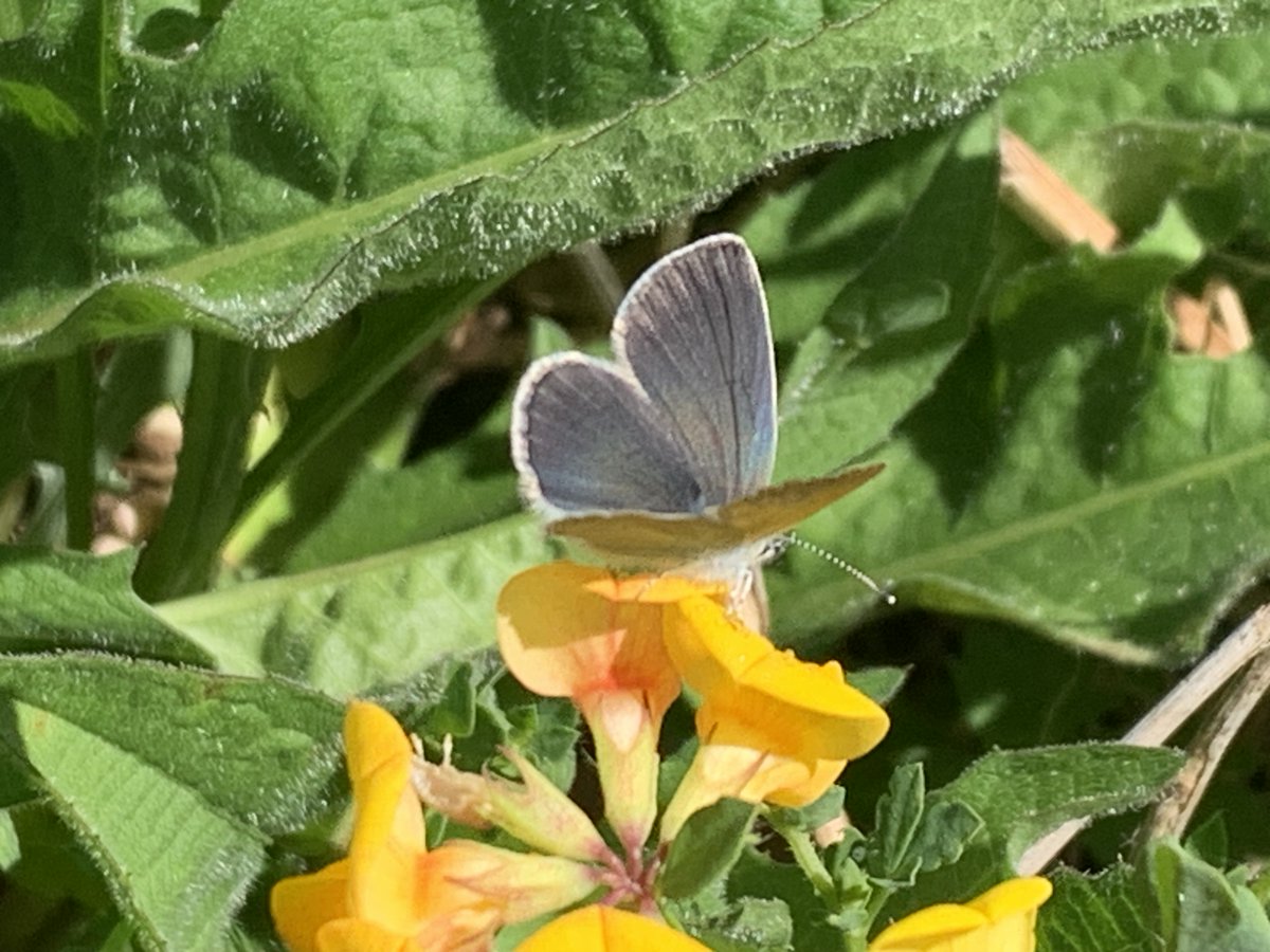 kentdowns6's tweet image. More examples of species recovery being driven by long term focus on rebuilding large networks wildflower grasslands across the landscape - these from our stour valley network this week - inland breeding stonechat & small blue colonising new areas. Farmers leading nature recovery