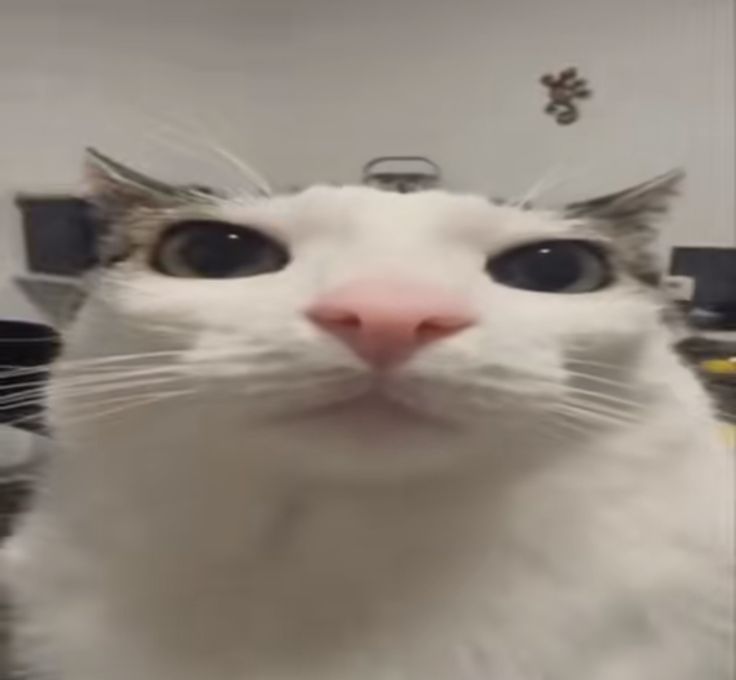 🦇𝔏𝔬𝔟𝔬𝔱𝔬𝔪í𝔞🦇 tweet media