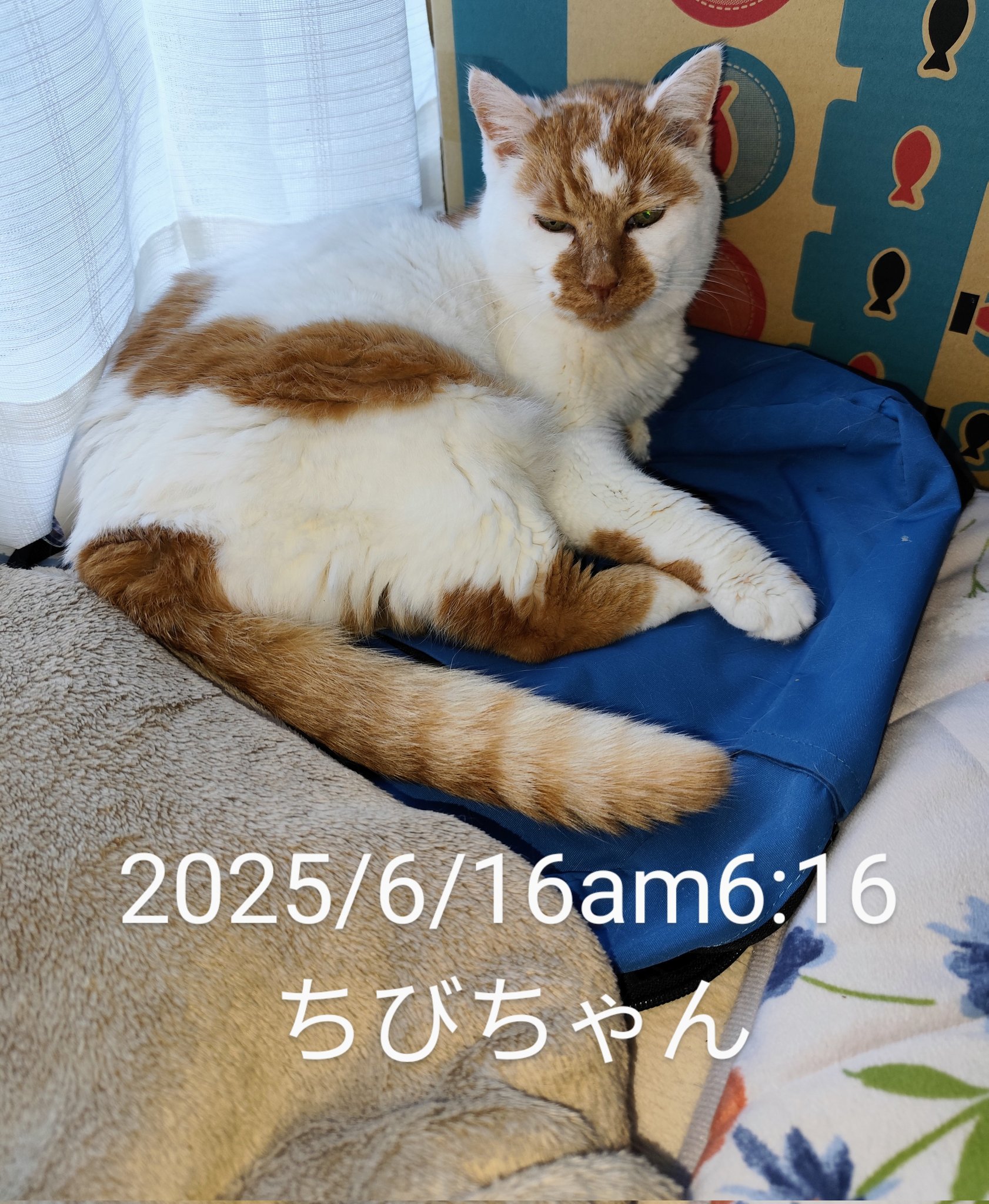 神楽月すう on X: 