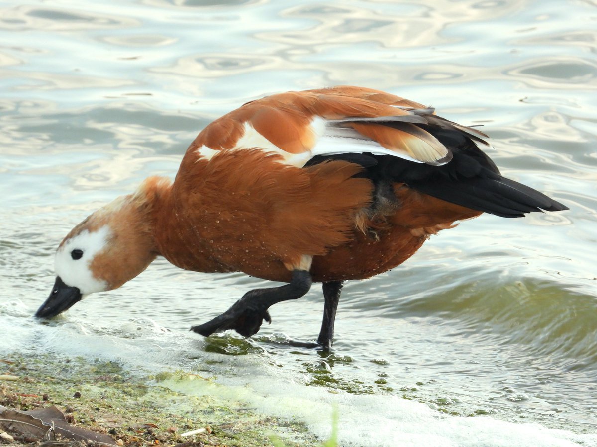 MinnsSean's tweet photo. I could've been in W Africa this afternoon with warm sun, 19 Eurasian Spoonbill, White-faced Whistling Duck, Ruddy Shelduck &amp; Cattle + Little Egret in the heronry, but the dozing Barnacle Goose brought me back to reality, along with the yellow ring on the Whistling duck. https://t.co/nXWrTJqNrF