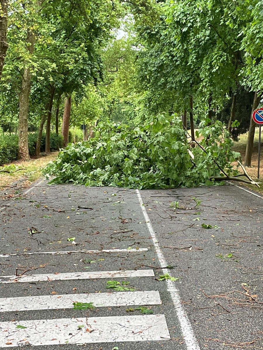 ⚠️ VIALE CAVRIGA: per ripristinare le condizioni di viabilità, dopo gli eventi meteorici, il giorno 16.06.2025 il viale di ingresso del Parco non sarà percorribile dalle 6 per il tempo necessario alle operazioni di rimozione di rami

reggiadimonza.it/cosa-accade/ne…

 #parcodimonza