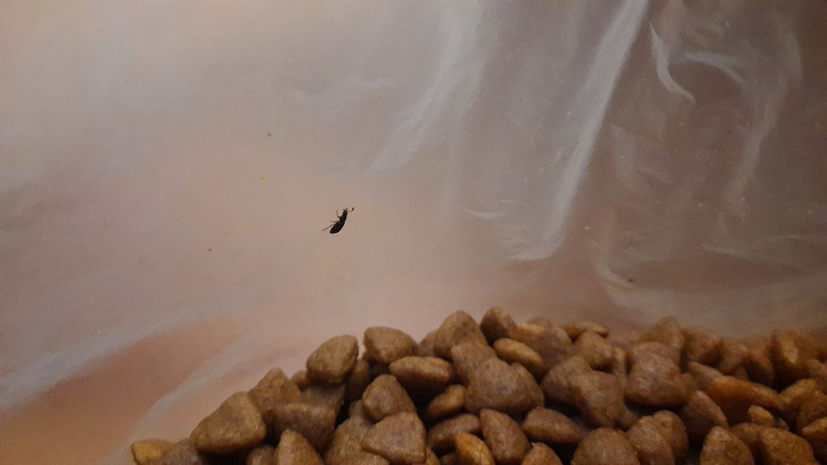 сучара думал от меня спрятаться!!!
пиздец как я зол, вот и покупай корма на развес
я еще думаю, чего кошка неохотно стала есть
уроды