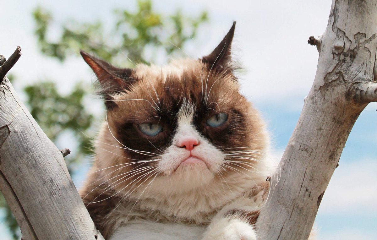 Grumpy Cat (@realgrumpycat) on Twitter photo 