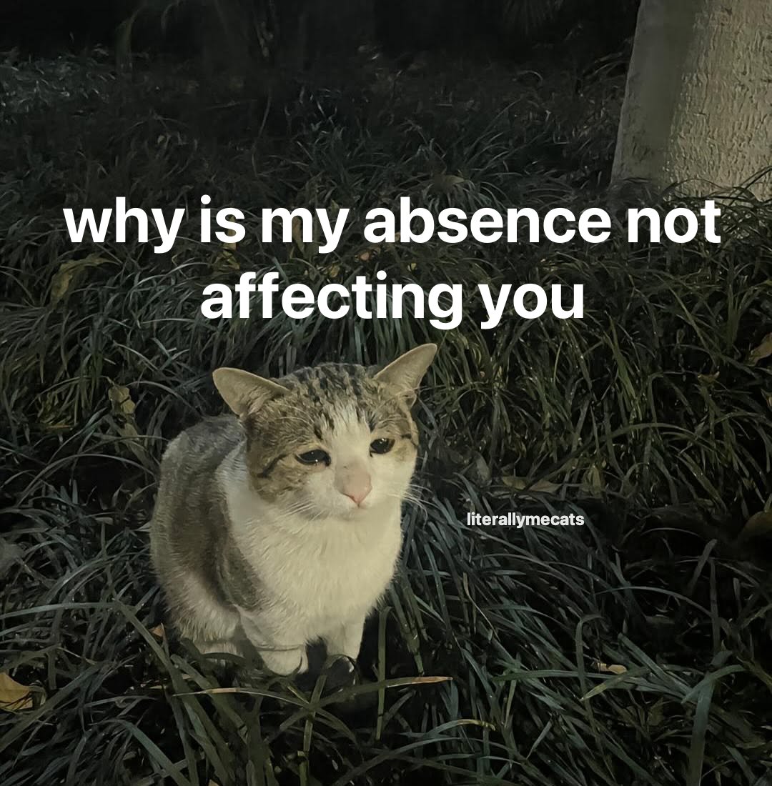 LiterallyMeCats (@literallymecats) on Twitter photo 