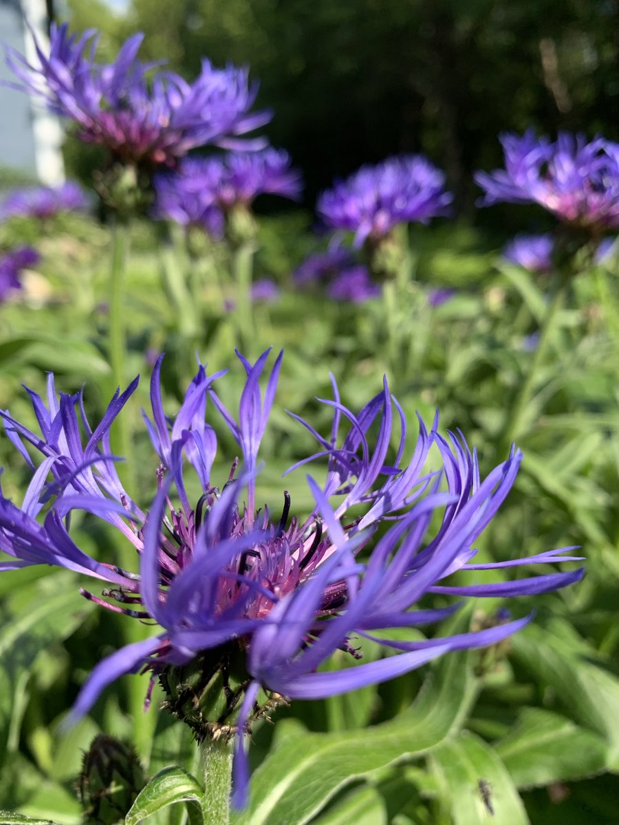 #HappyFathersDay Dads. Not exactly Scotch thistle, but close enough to make me think of my dad every time they start blossoming. Only 4 the other day. 120+ on Father’s Day. May you make the most of the example you were given. To Fatherhood.