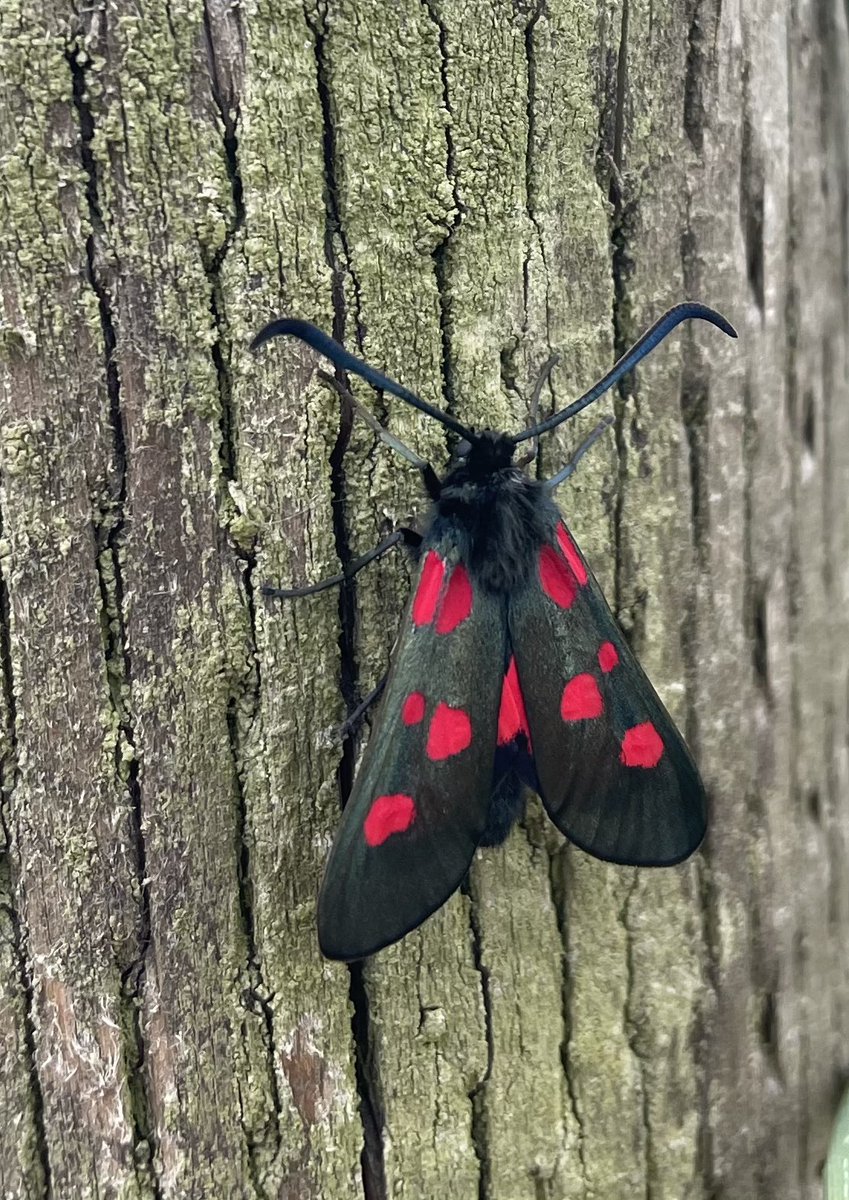 W82Matt's tweet image. 30 bird sp. around Royd Moor this afternoon. 7 butterfly sp. inc. Painted Lady and Large Skipper along with freshly emerged Burnet moths. @BNAscience @barnsley_nats @savebutterflies