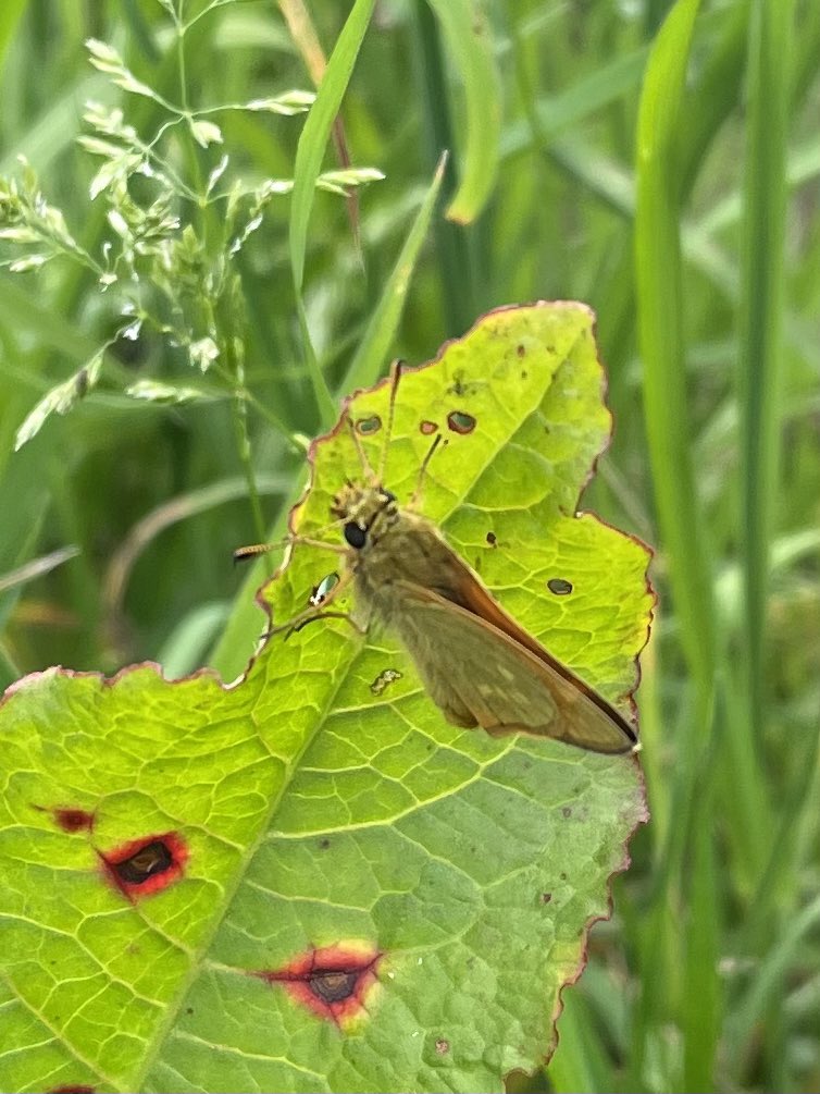 W82Matt's tweet image. 30 bird sp. around Royd Moor this afternoon. 7 butterfly sp. inc. Painted Lady and Large Skipper along with freshly emerged Burnet moths. @BNAscience @barnsley_nats @savebutterflies