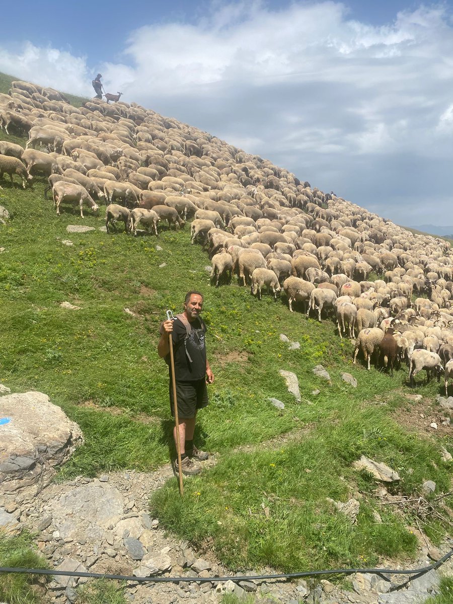 Avui el ramat, amb pastors i pastores arriben a les desitjades pastures, visca la transhumància! #TranshumànciaXlaVida