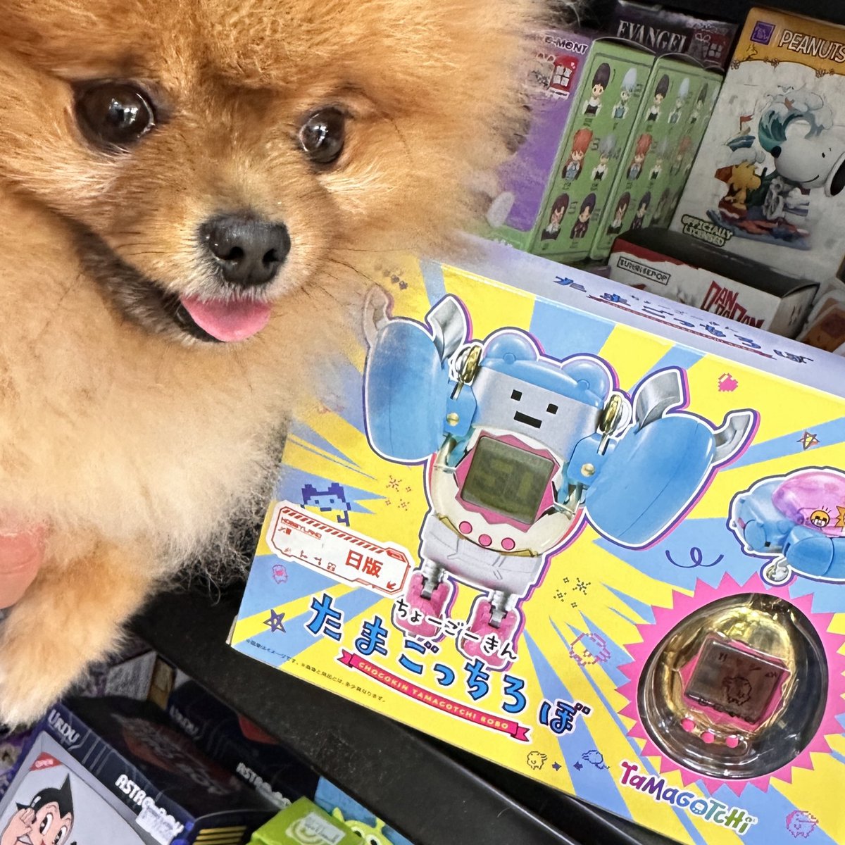 Mandom5354's tweet photo. 星期六爸爸帶我去打防疫針，回家路上帶了我去玩具店。
爸爸說他和妹妹（即是我姑姐）小時候每逢看完醫生，父母總會買玩具或漫畫給他們。
最經典的就是姑姐看完醫生後就買了一隻松鼠狗，即是我的前輩波波大人。
爸爸說必須要遵循祖先教誨，把傳統傳承落去，所以玩具是必須買的。
爸爸是否搞錯了些甚麼？ https://t.co/BI3FuQ5muO