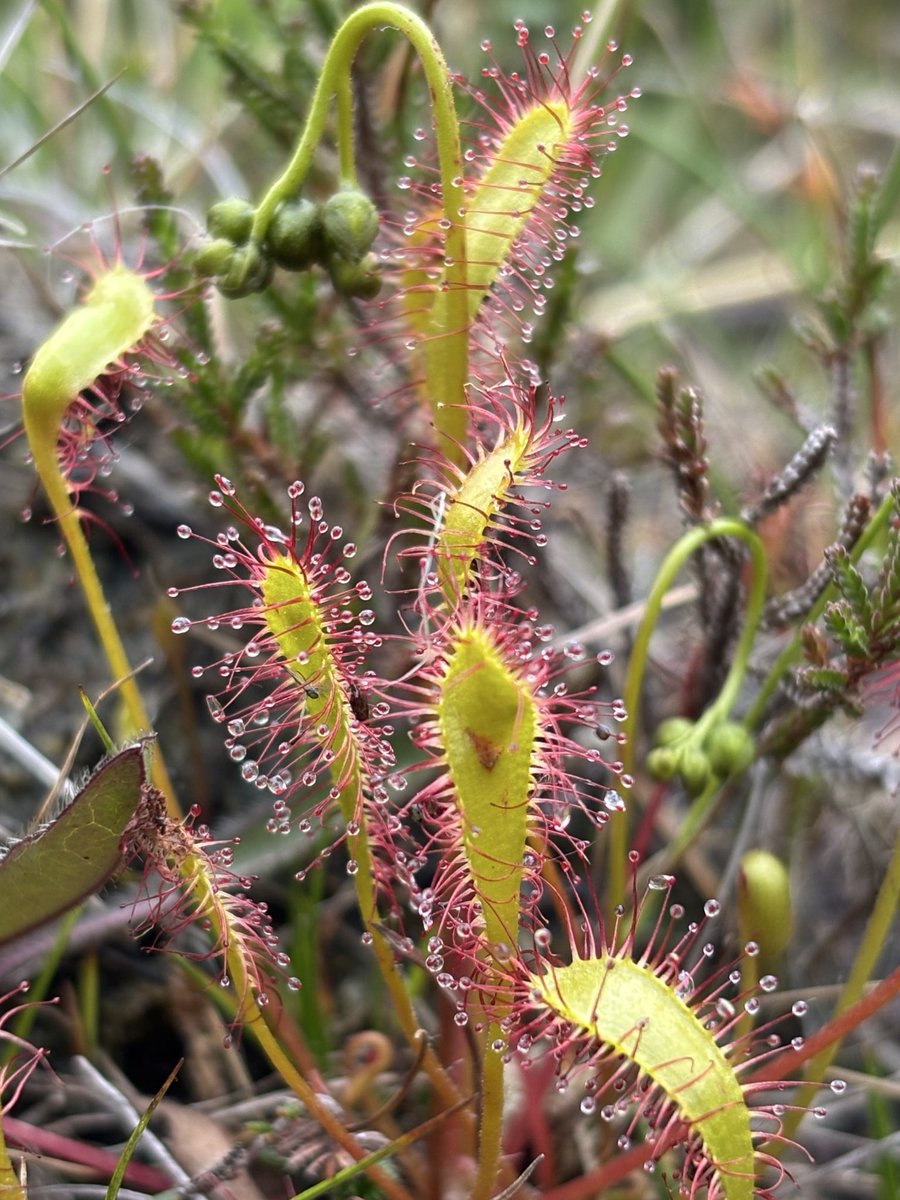 I was very excited to find two different species of carnivorous sundews today, and many of each! 

On the left is Drosera rotundifolia; on the right is Drosera anglica 🪰 

📍 the Scottish Highlands