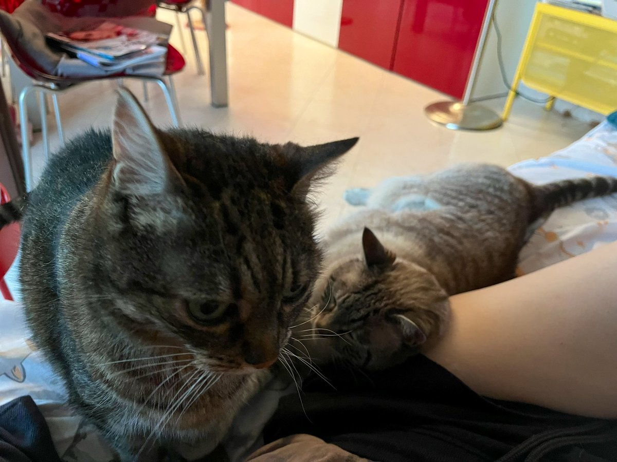 Io avrei caldo