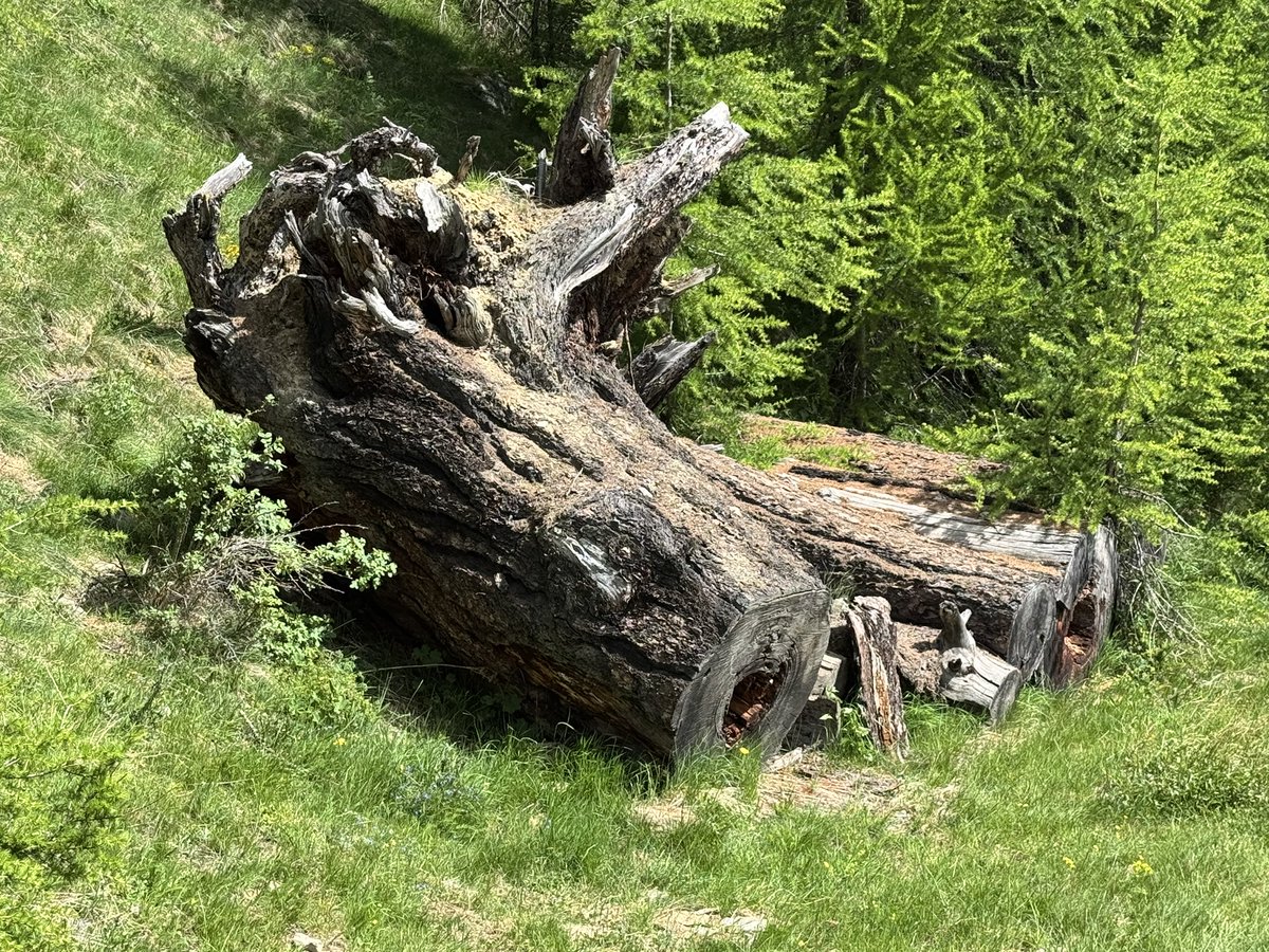 Heiterweiter66's tweet photo. Alles ist endlich - darauf zähle ich auch dort, wo es mich schmerzt: Beim Schwachsinn unserer Politiker 😅.
Das war meine Lieblingslärche - fiel dem Sturm #Burglind zum Opfer. https://t.co/kfzBpc2XxV
