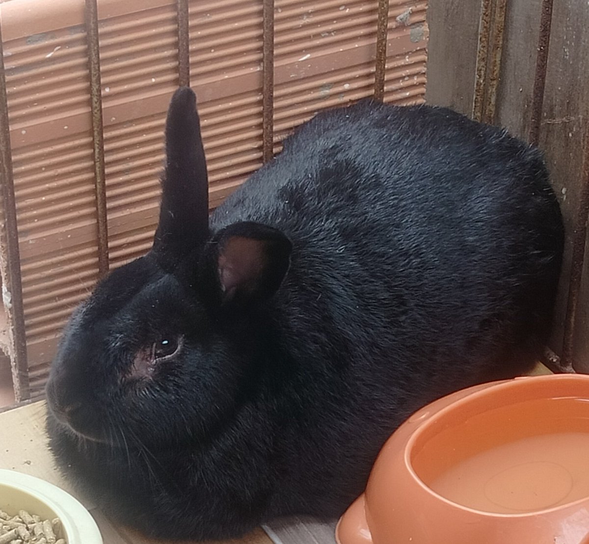 bunstwt's tweet photo. "Los animales te avisan del #temblor "

Mi fokin conejo en medio del terremoto: https://t.co/PtbtzOYVws