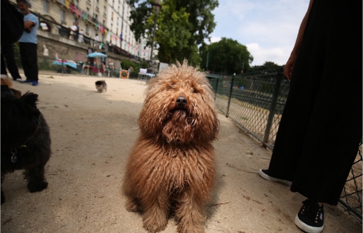Bravo à l’association « Les Chiens du Canal » pour l’organisation de cette première fête 🐕 🐶 dans le 10e !

Avec @tousindixpensables, nous y étions. En parallèle, nous menons une réflexion autour du bien-être animal, des infrastructures et services mis à disposition et, bien