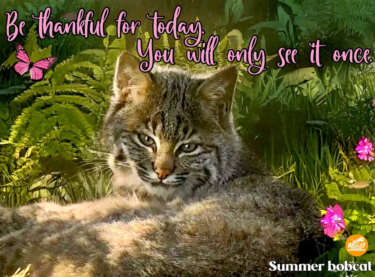 “Be thankful for today. You will only see it once.” 

#SummerBobcat #BigCatRescue #Cat #Bobcat #Sunday #SundayMorning #Thankful #Life #Inspiring #Inspire #Inspiration #Inspirational #Quotes