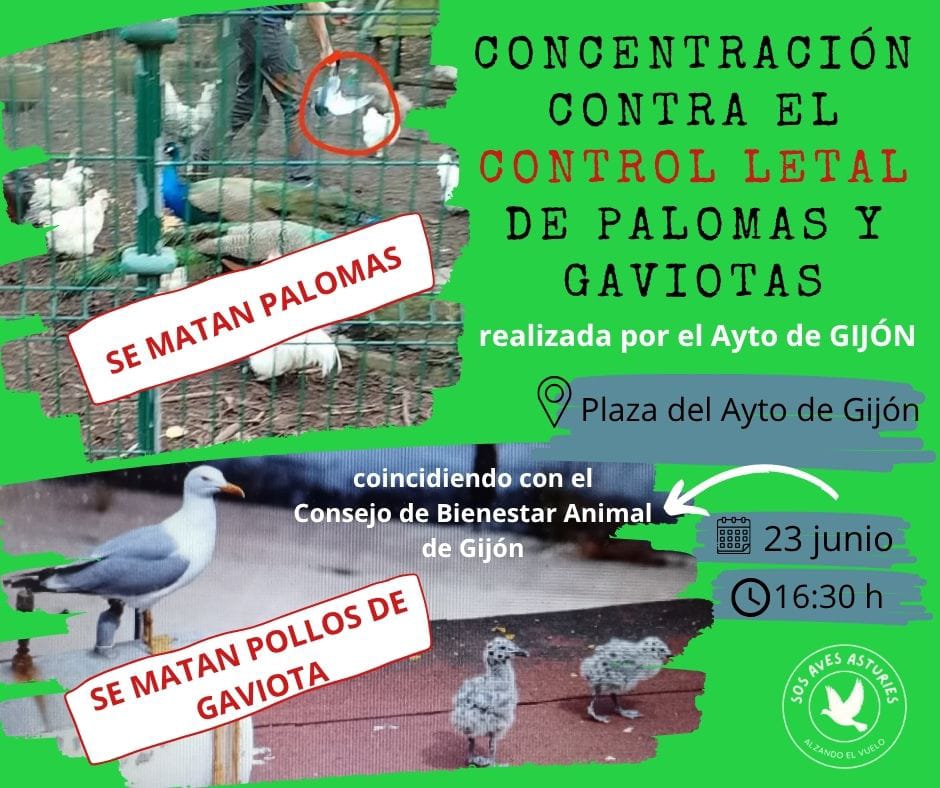 VernitaSkull (@vernitaskull) on Twitter photo Esto es lo que hace el ayuntamiento de gijón, masacrar a los animales y acribillarnos a multas. GIJÓN NO ES PET FRIENDLY, es un infierno para los animales. <a href="/GijonTurismo/">Visita Gijón/Xixón</a> <a href="/gijon/">Gijón/Xixón</a> Esto es lo que hace el ayuntamiento de gijón, masacrar a los animales y acribillarnos a multas. GIJÓN NO ES PET FRIENDLY, es un infierno para los animales. <a href="/GijonTurismo/">Visita Gijón/Xixón</a> <a href="/gijon/">Gijón/Xixón</a>