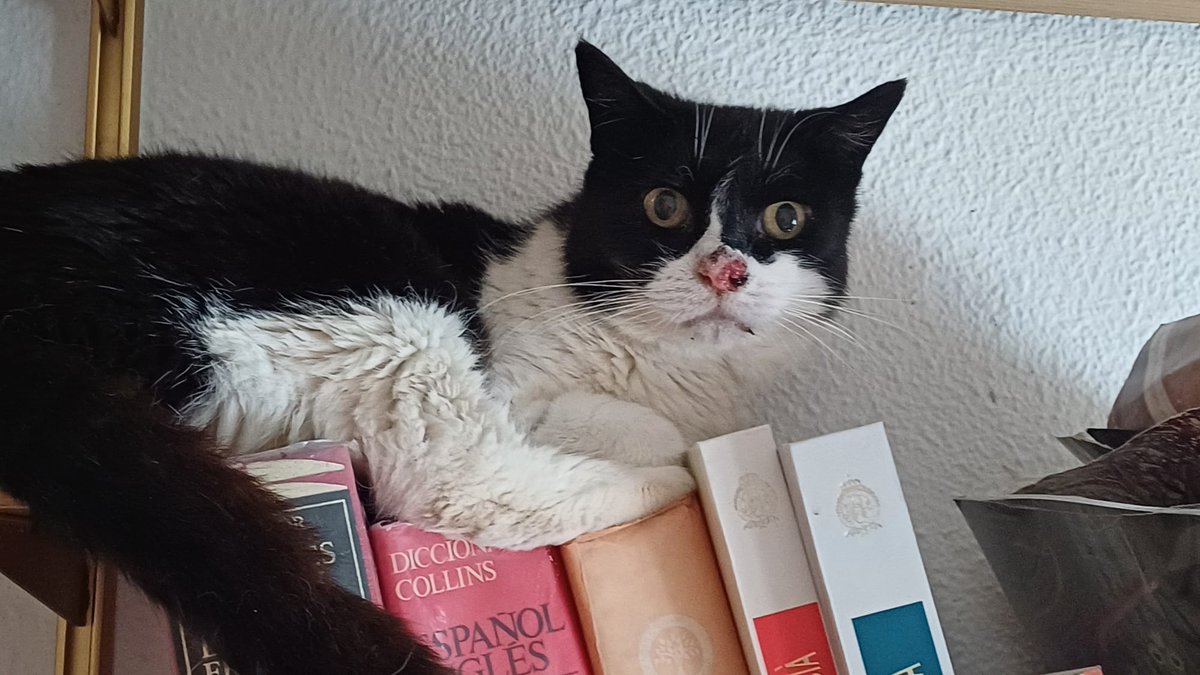 Chatita es una gata mayor de <a href="/ColoniaGats/">ColoniaGatsLaPlata</a>,11 años, y la llevamos a la clínica veterinaria porque tiene un carcinoma en la nariz, no muy avanzado, con posibilidad de mejorar (la analítica ha salido muy bien).
La próxima semana tiene la 1ª sesión de quimioterapia.
#Valencia #gatos