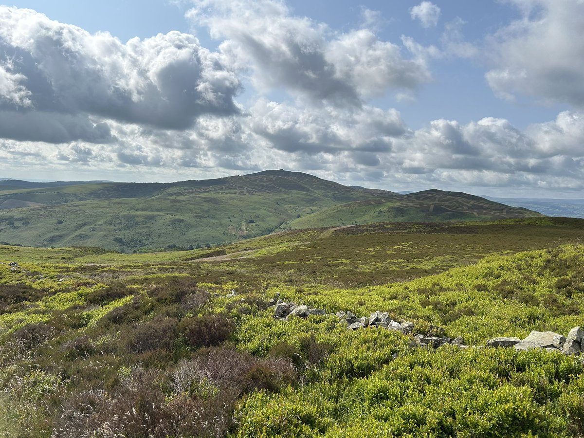Lovely early morning run on favourite trods and trails in the Clwydian Hills - tired legs but perfect running weather and so so verdant - randomly bumped into my daughter who was also out for a run and enjoyed a few sunny Km in her company ❤️ #fellrunning <a href="/UKRunChat/">UKRunChat</a> #fellrun