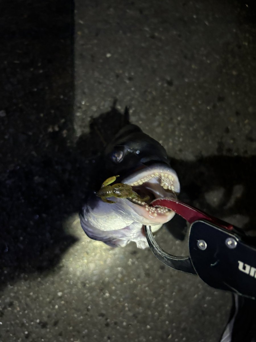 pyonpyonwt's tweet image. 気持ちええんじゃ！