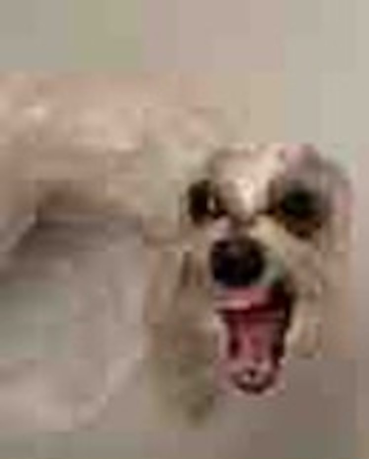 The Plebs tweet media