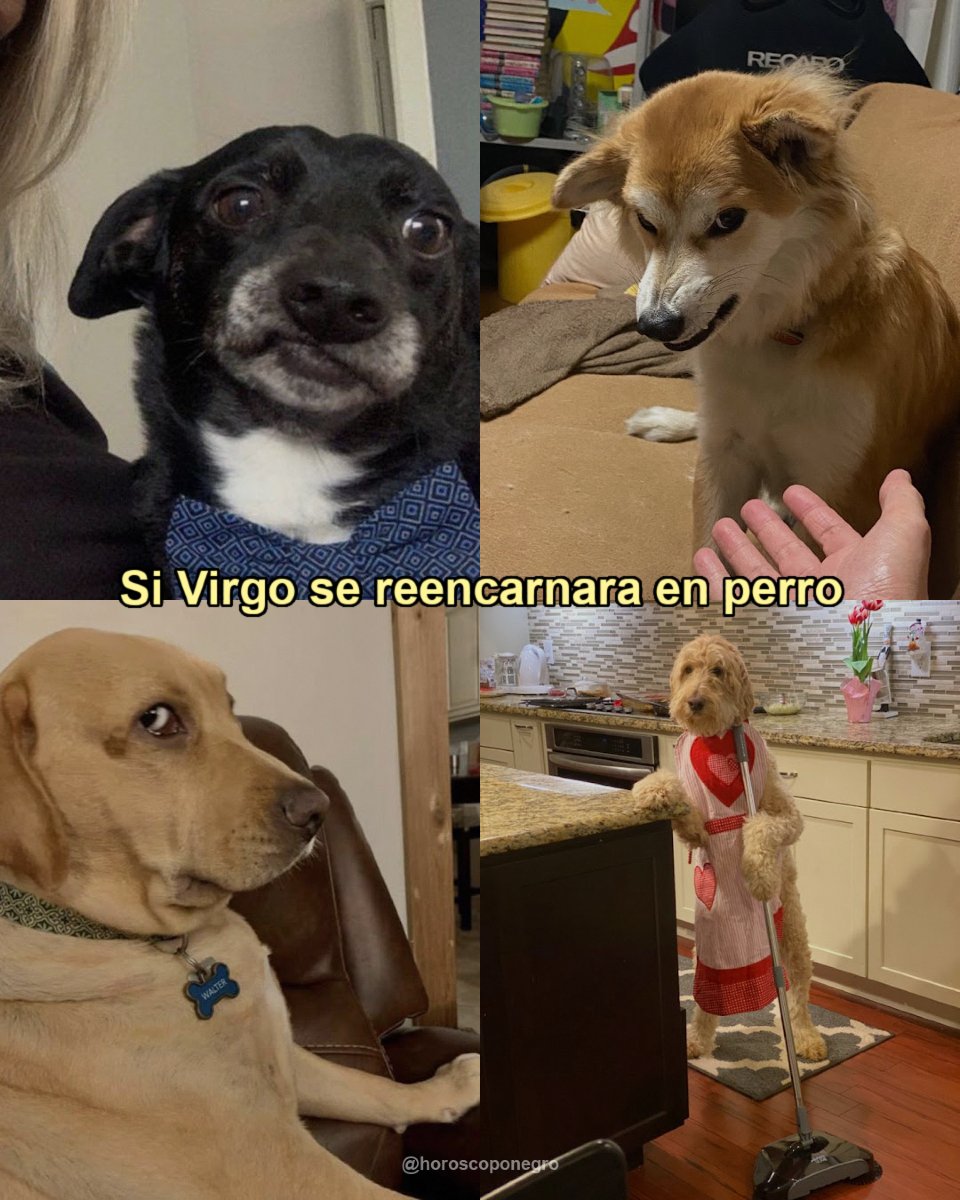 virgo_hn's tweet image. Si Virgo pudiera reencarnarse en unos perritos, serían estos 🐶