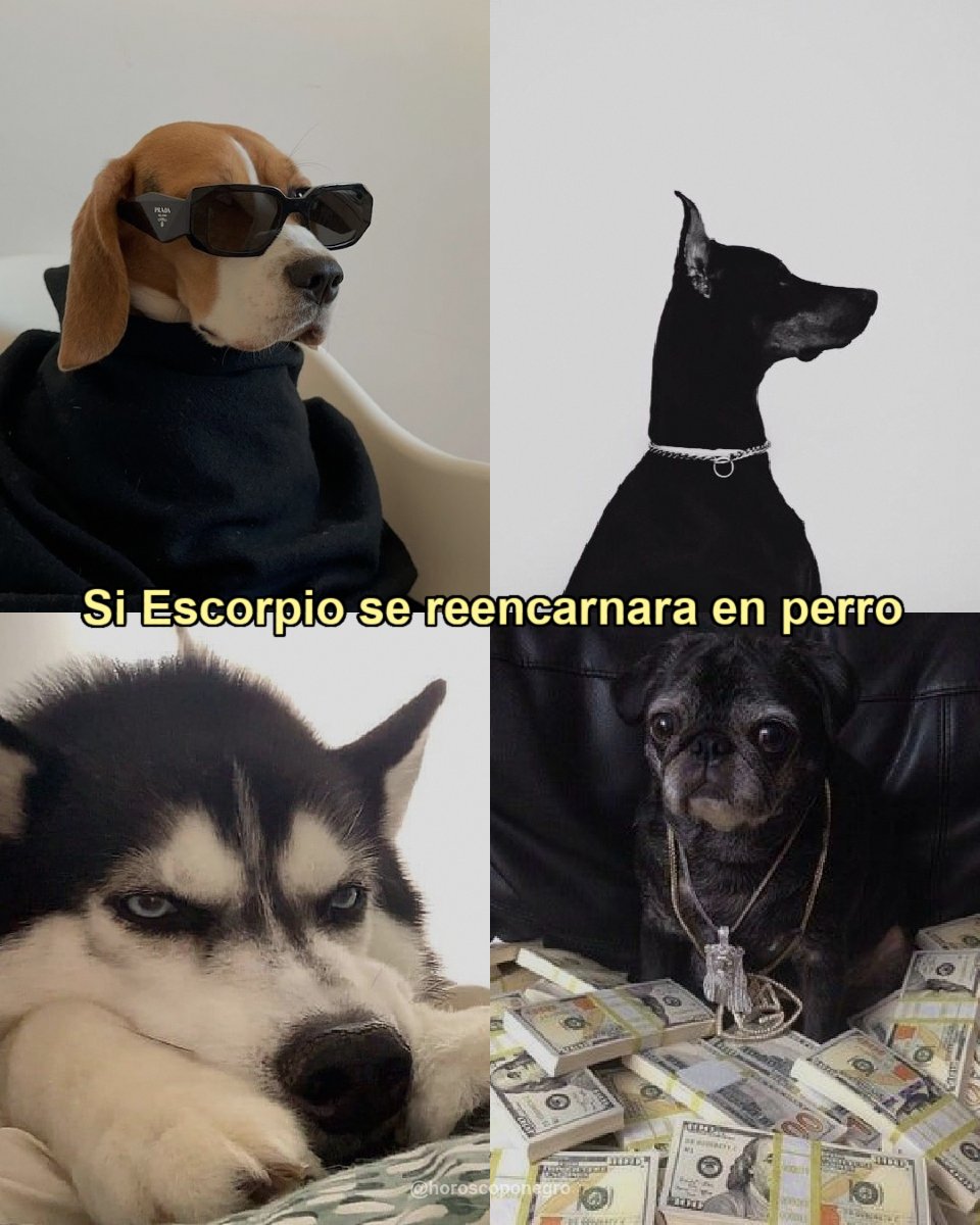 Si Escorpio pudiera reencarnarse en unos perritos, serían estos 🐶