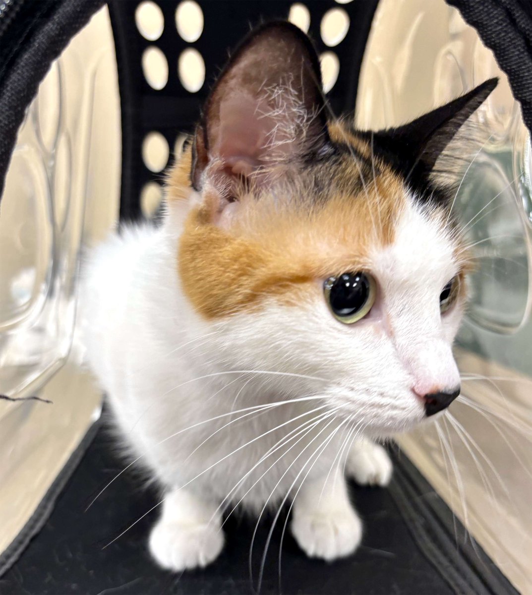 Come see us this coming week to take advantage of our 'Premium Feline Vaccine Package' for just $35!😸

⏰Calendar: ow.ly/huMg50W8Zw1
🐾Vaccination Info: ow.ly/Yhar50W8Zw3

#TexasForThem #TCAPSpayNeuter #DFWSpayNeuter #LowCostPetCareDFW #DallasPetWellness